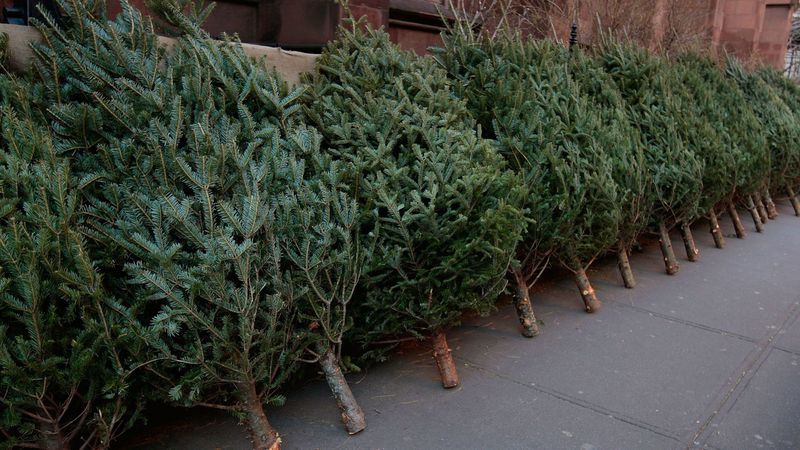City and Village Christmas Tree Pick Up Dates Announced - Vimarsana News