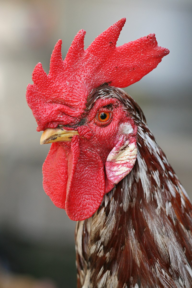 Poultry Shows Returning to County, State Fairs - Vimarsana News