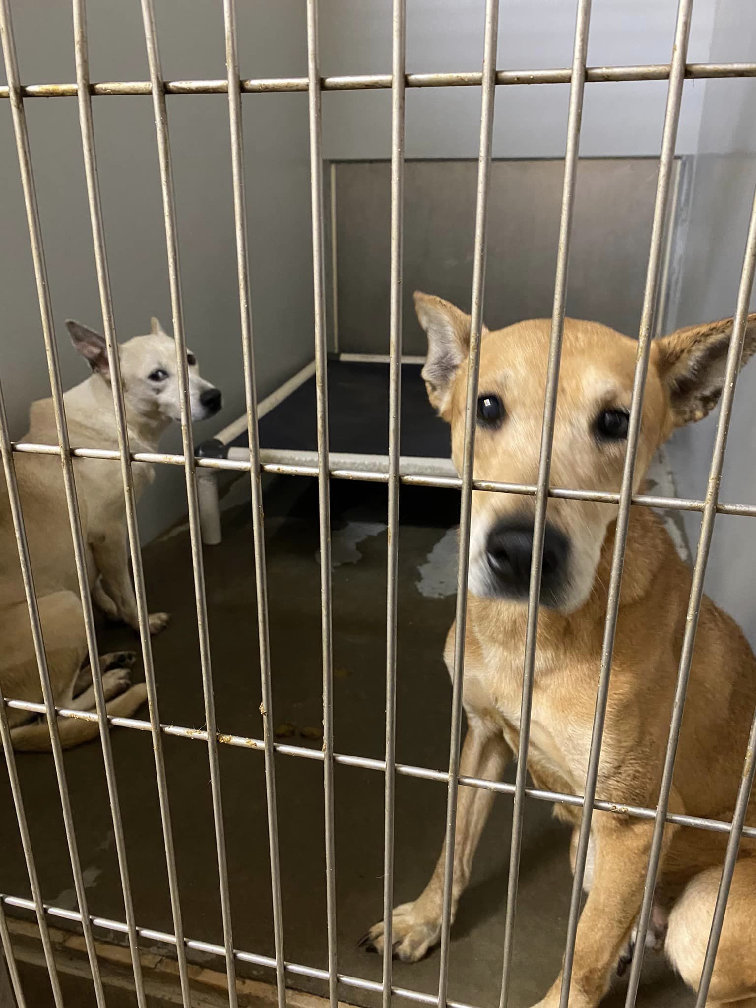 Auburn Home Has Dogs Seized, Sangamon County Animal Control Shelter Seeking Help - Vimarsana News