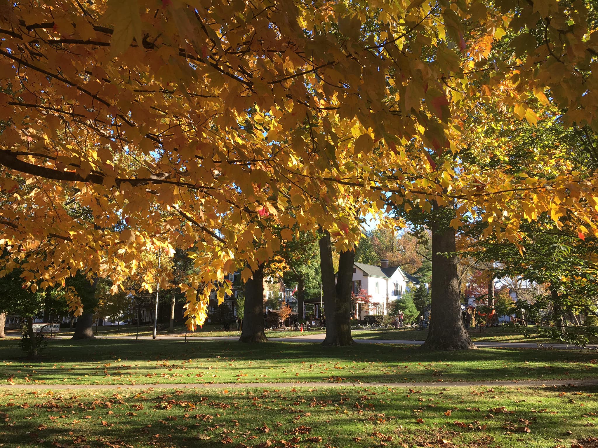 City of Jacksonville Secures $15,000 Grant For Tree Canopy Replenishment in Underserved Areas - Vimarsana News